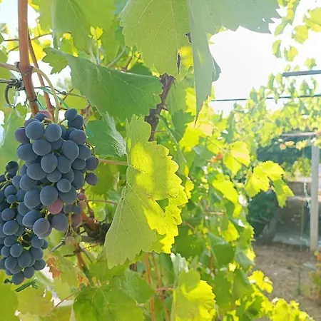 Apartman Dalmatinka Apartmán
